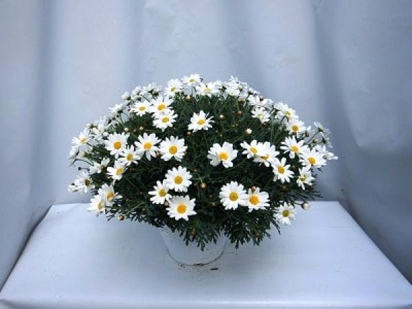 Argyranthemum Busch weiss (IT) T18cm