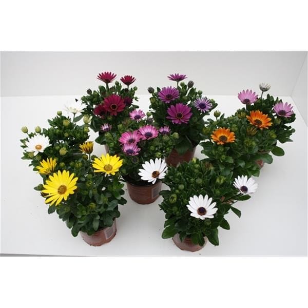 Osteospermum Mix T10,5cm