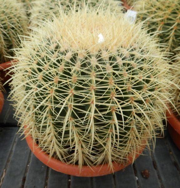 Echinocactus grusonii