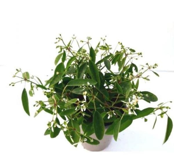 Euphorbia 'Diamond Frost' T12cm