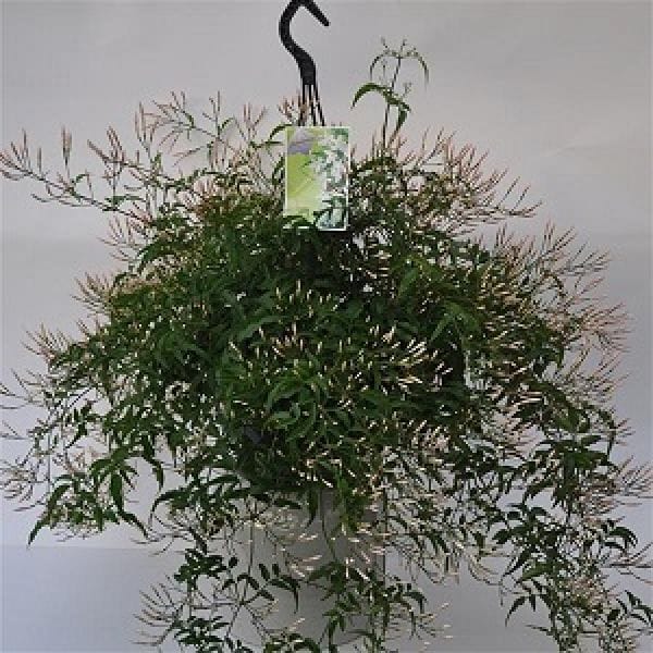 Jasminum polyanthum Ampeln T23cm