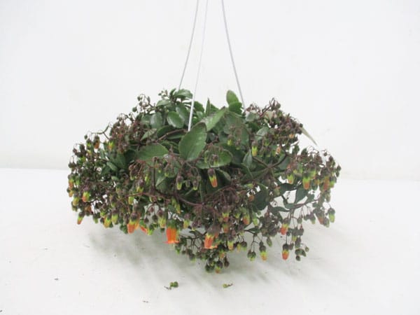 Kalanchoe 'Tessa' Ampel T18cm