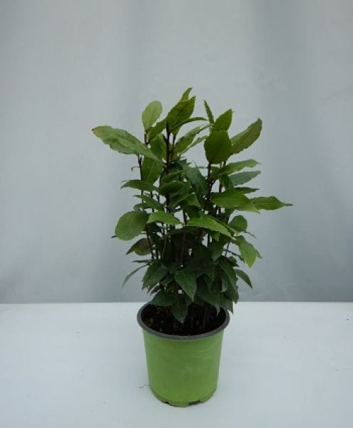 Laurus nobilis (IT)  T14cm