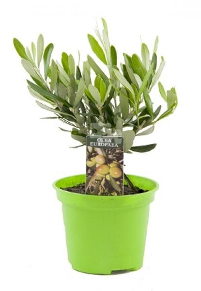 Olea europaea Busch T10cm