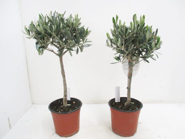 Olea europaea Stamm T18cm / H60-70cm