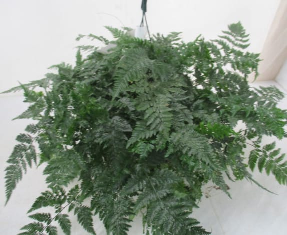 Davallia Ampel T18cm