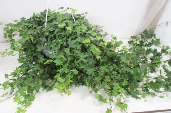 Hedera Ampel grün T24cm