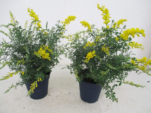 Cytisus racemosus Busch (IT) T18cm