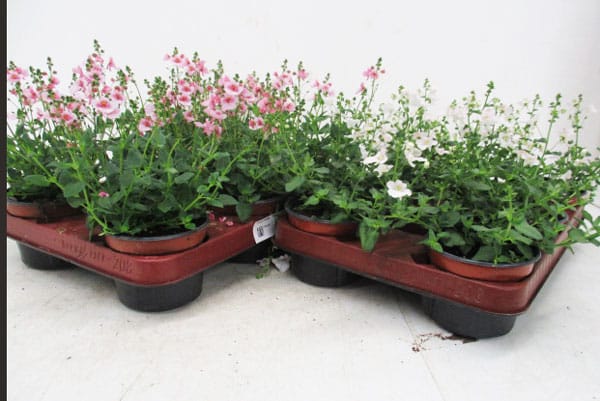 Diascia diverse Farben T12cm / 6er Einheit