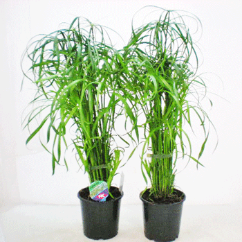 Cyperus alternifolia T14cm