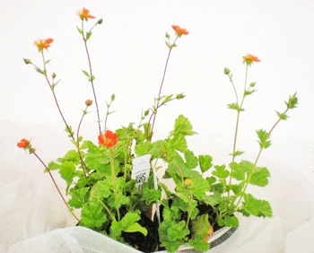 Geum coccineum gelb + orange T12cm