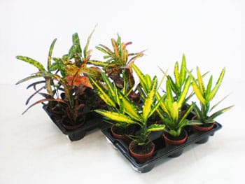 Codiaeum variegatum T6cm 6er Einheit