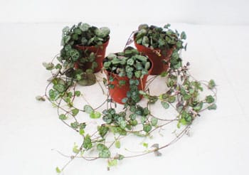 Ceropegia woodii diverse Grössen