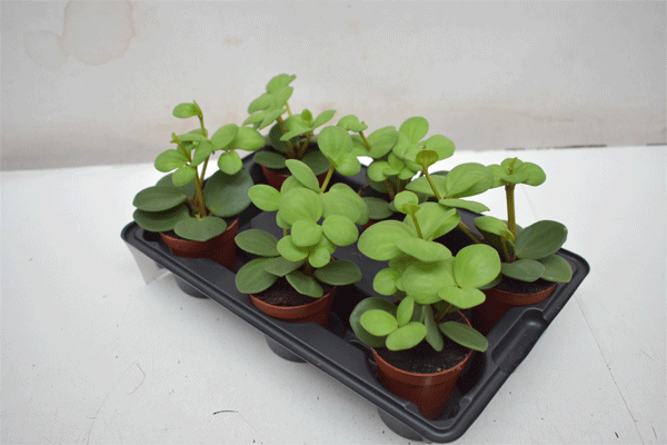 Peperomia hope T6cm 6er Einheit