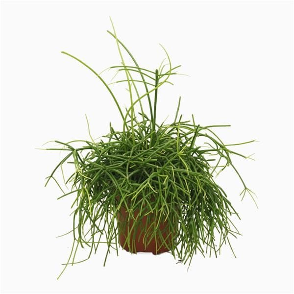 Rhipsalis cassutha