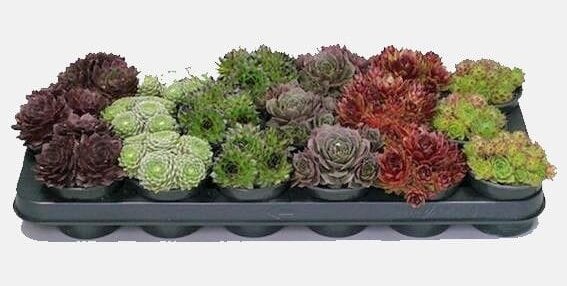 Sempervivum Mix T9cm