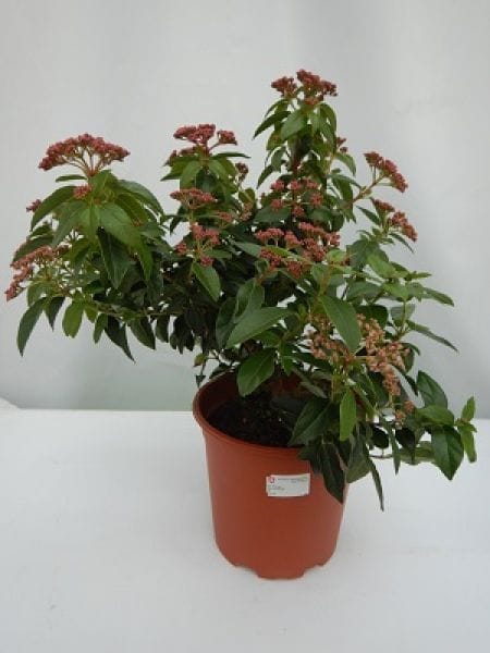 Viburnum tinus T19cm / H40cm