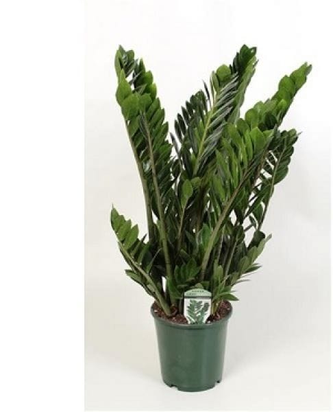 Zamioculcas zamiifolia T24cm