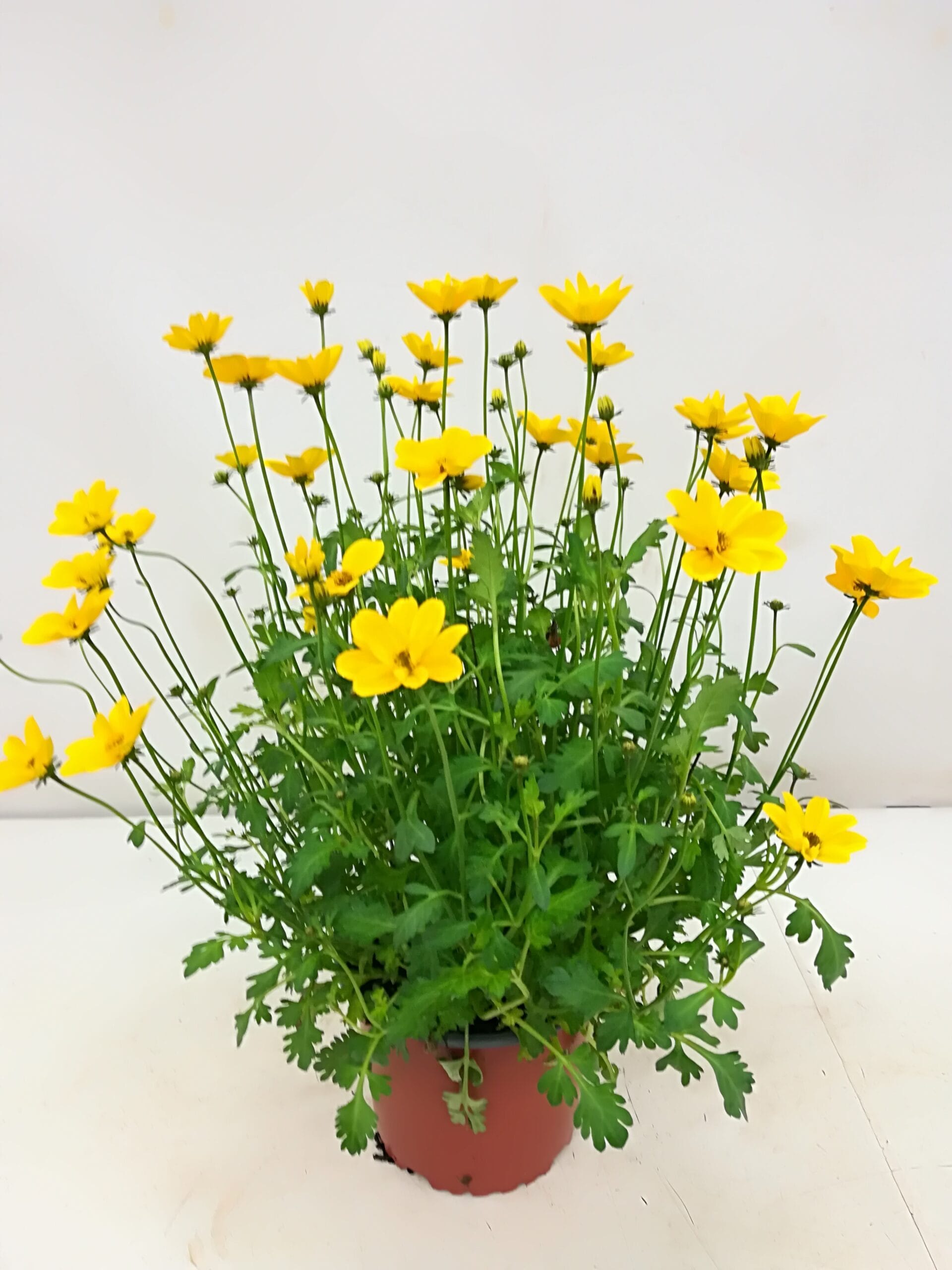 Bidens 'Golden Empire' kleinblumig gelb T12cm