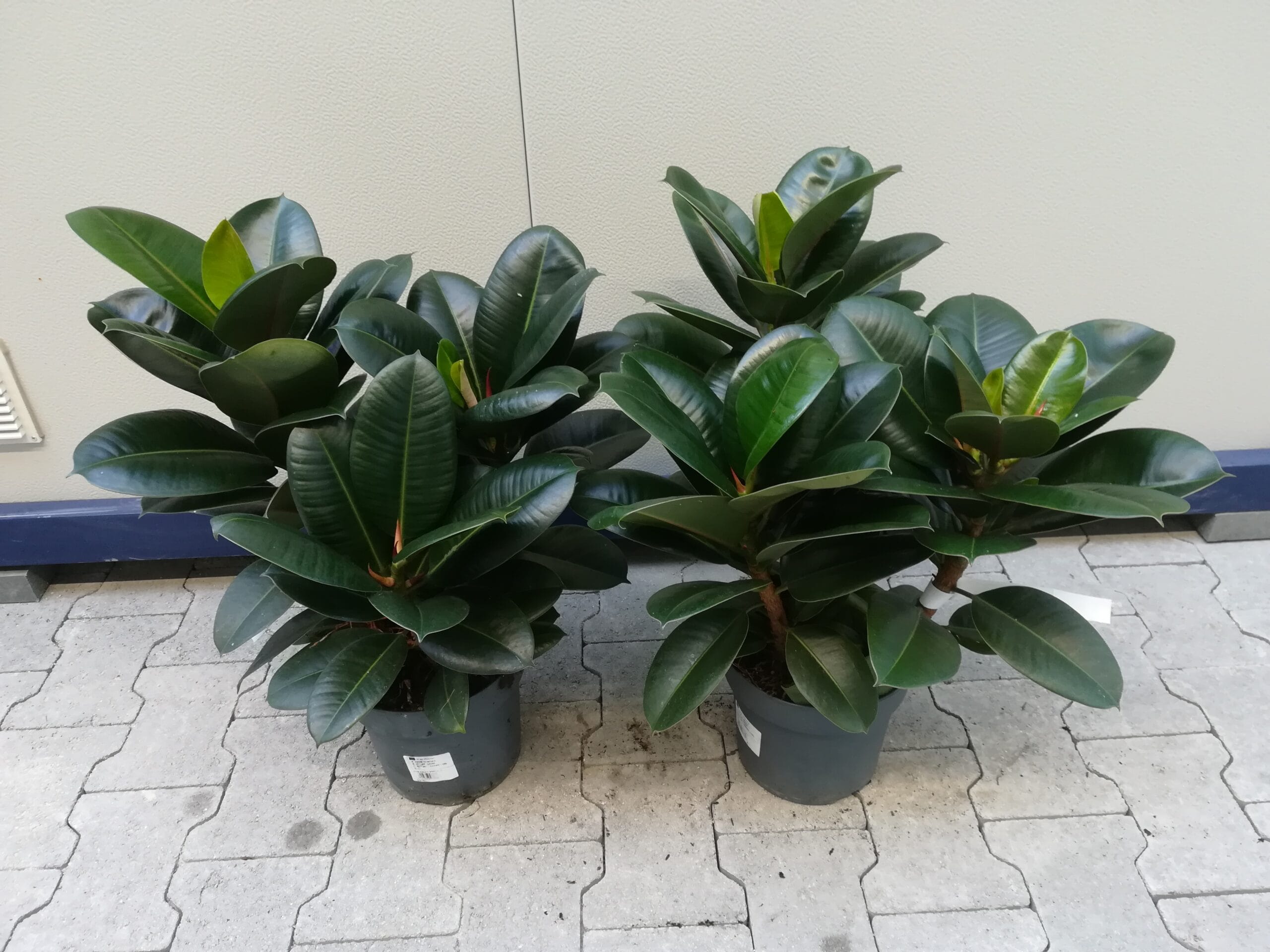 Ficus elastica Busch dunkelgrün