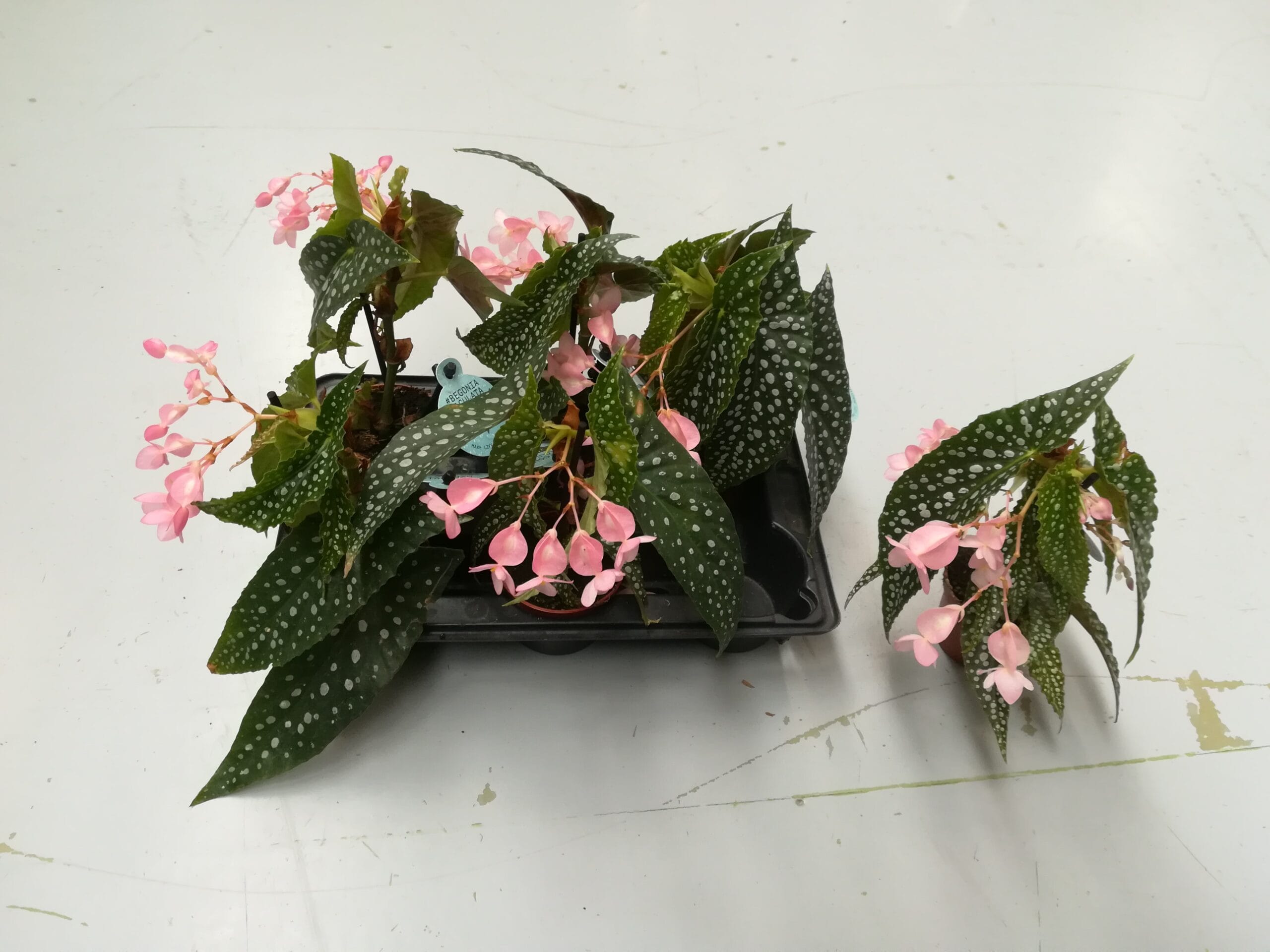 Begonia maculata Mini