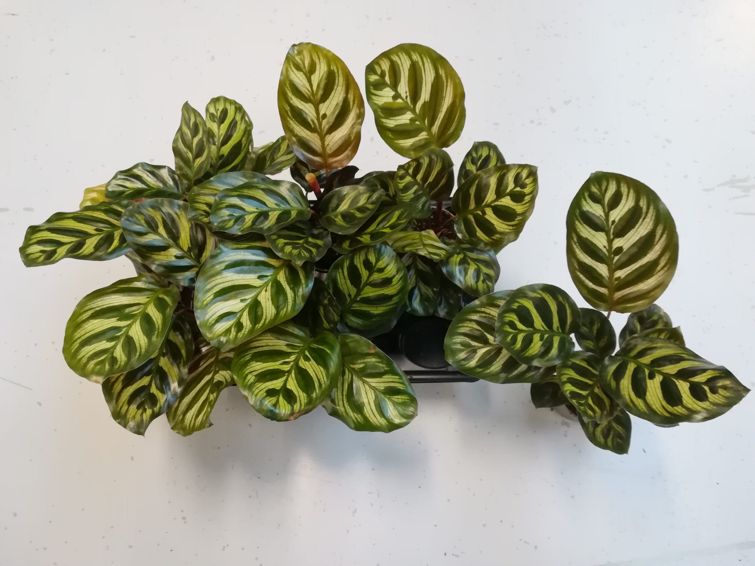 Calathea makoyana Mini