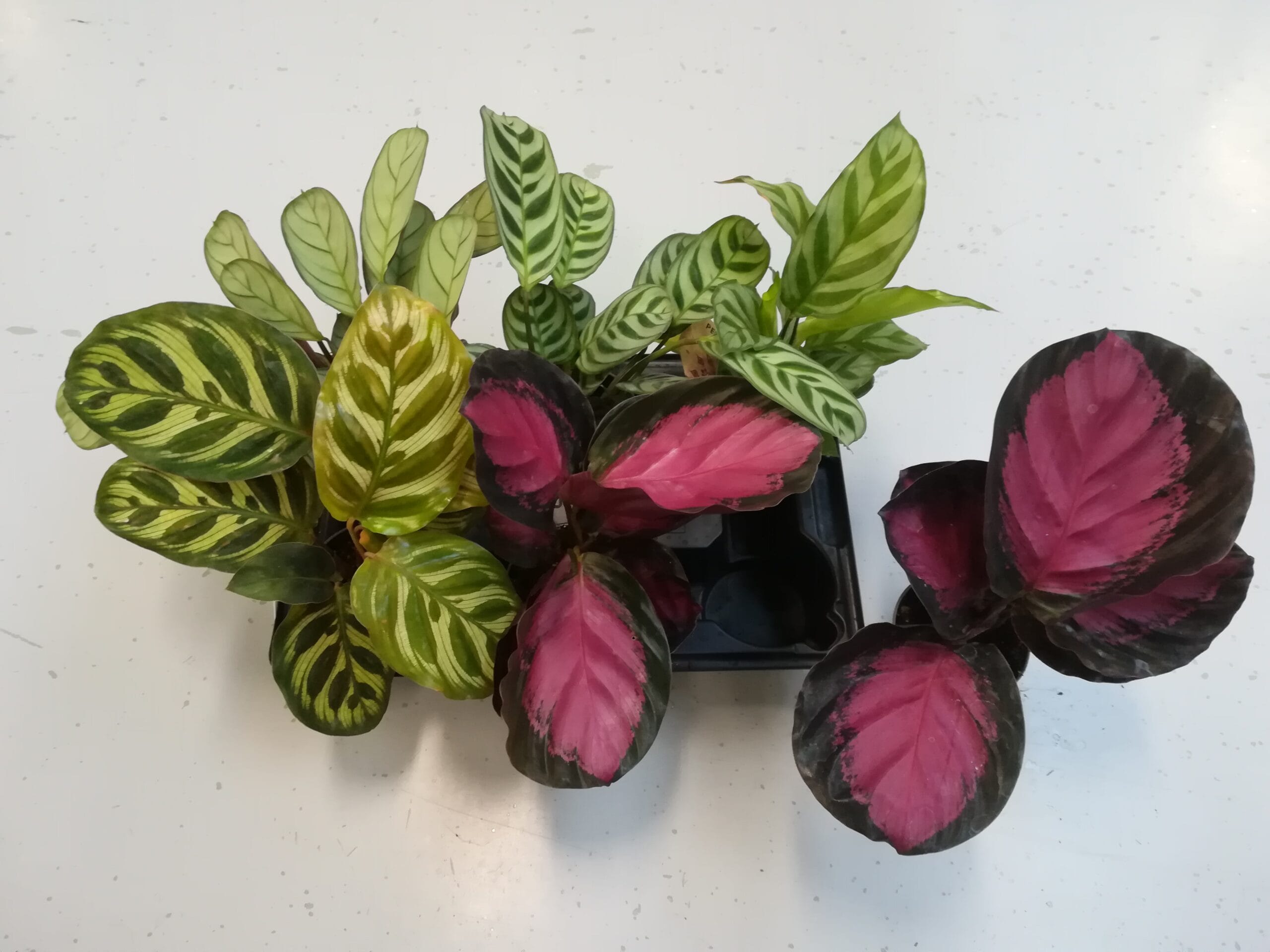 Calathea Mix Mini
