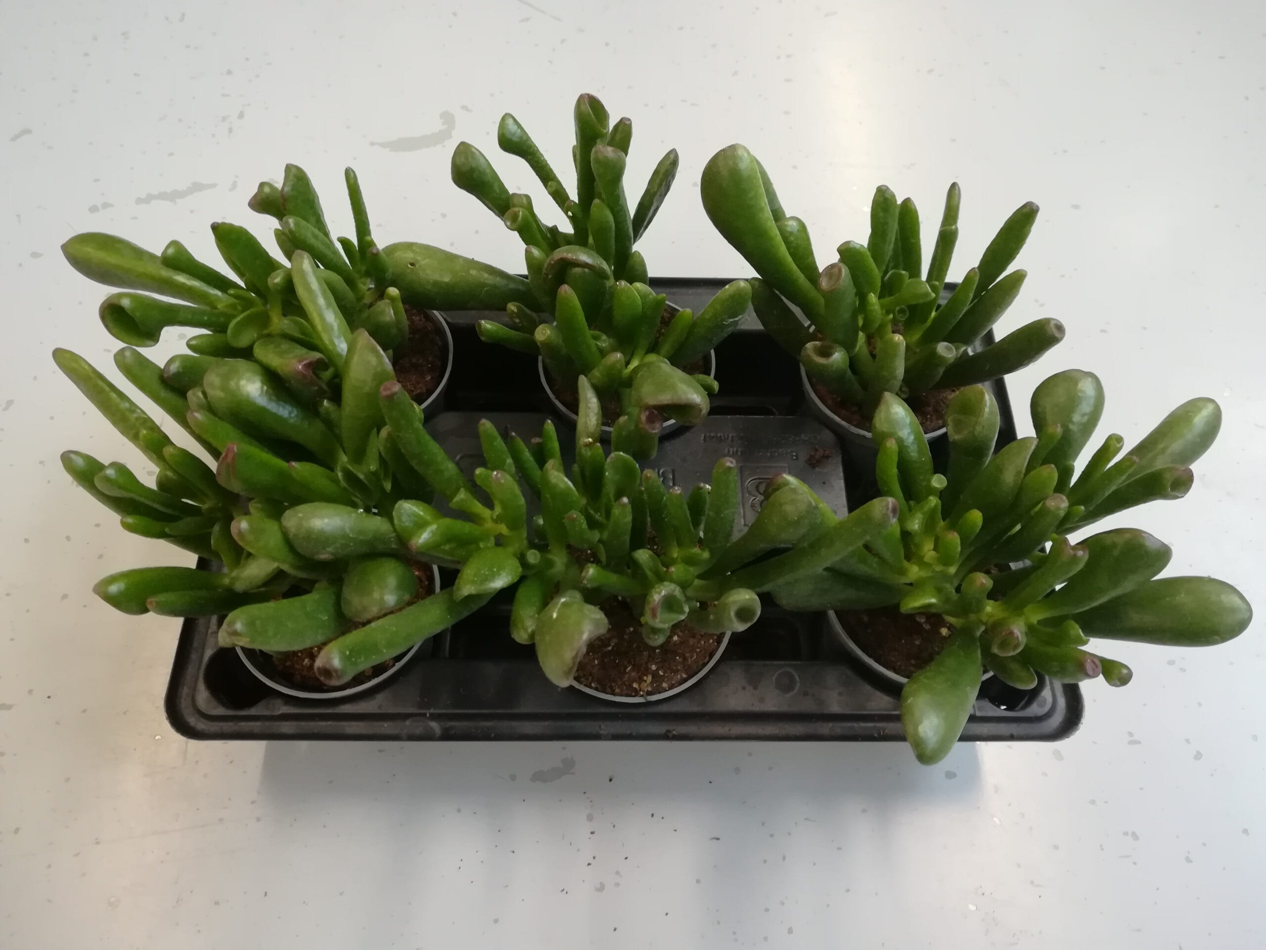 Crassula ‘Coral’ Mini