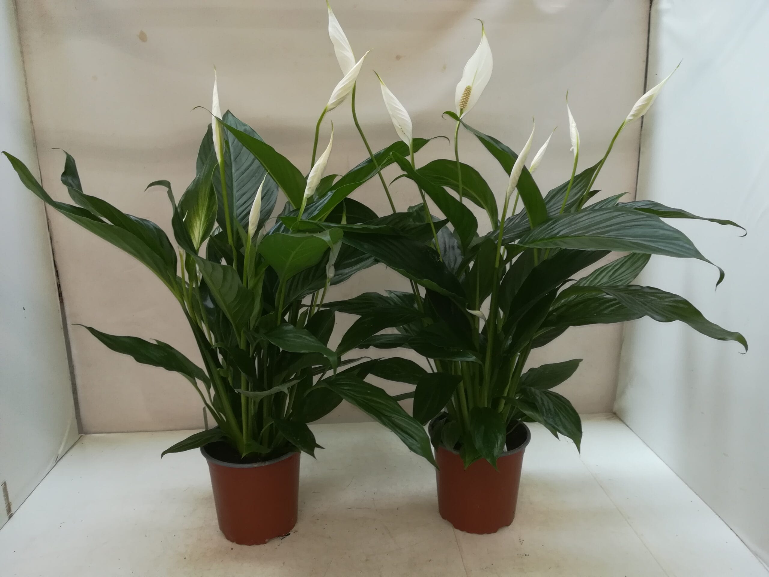 Spathiphyllum mittel