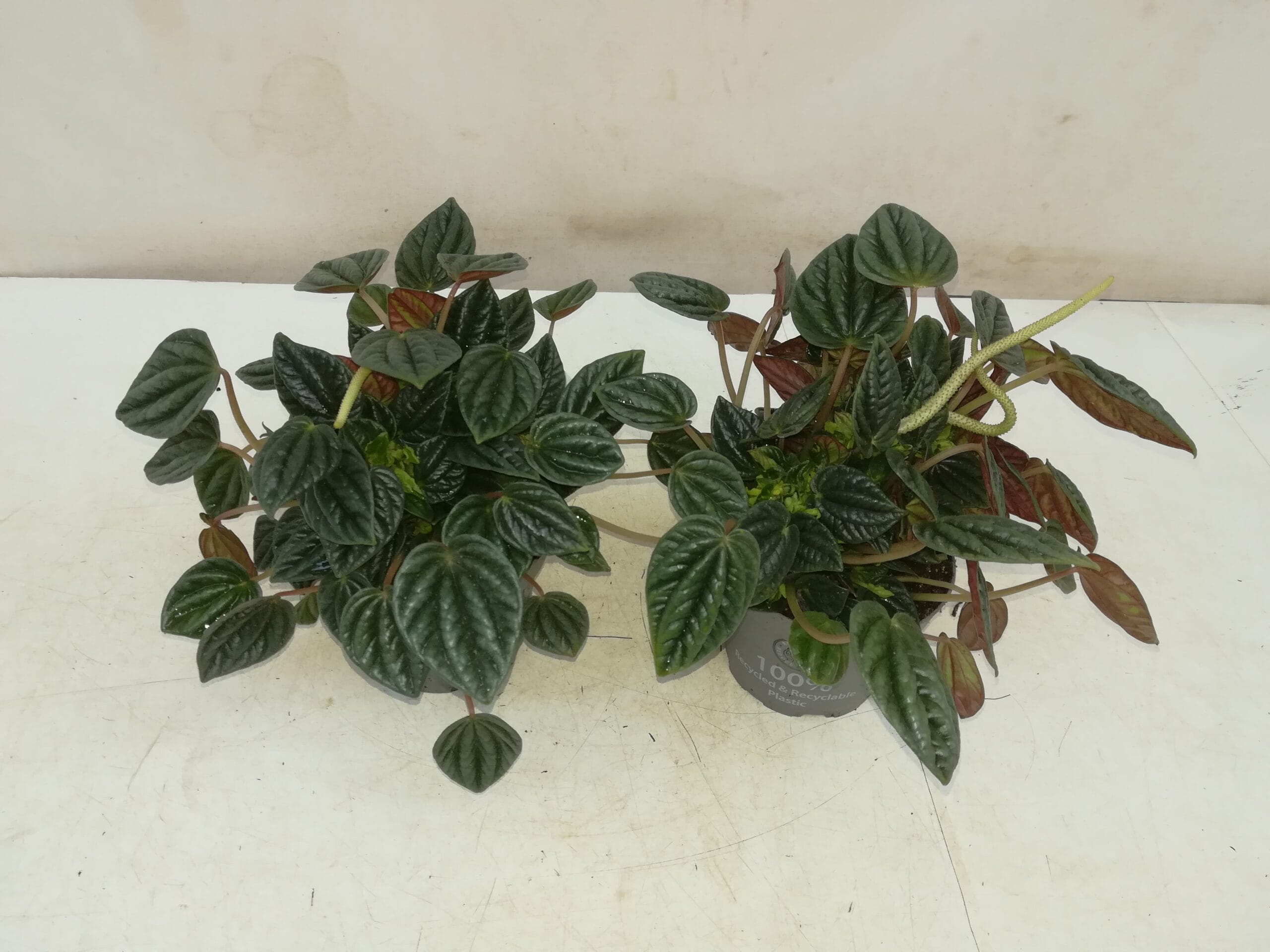 Peperomia ‘Amazonas’