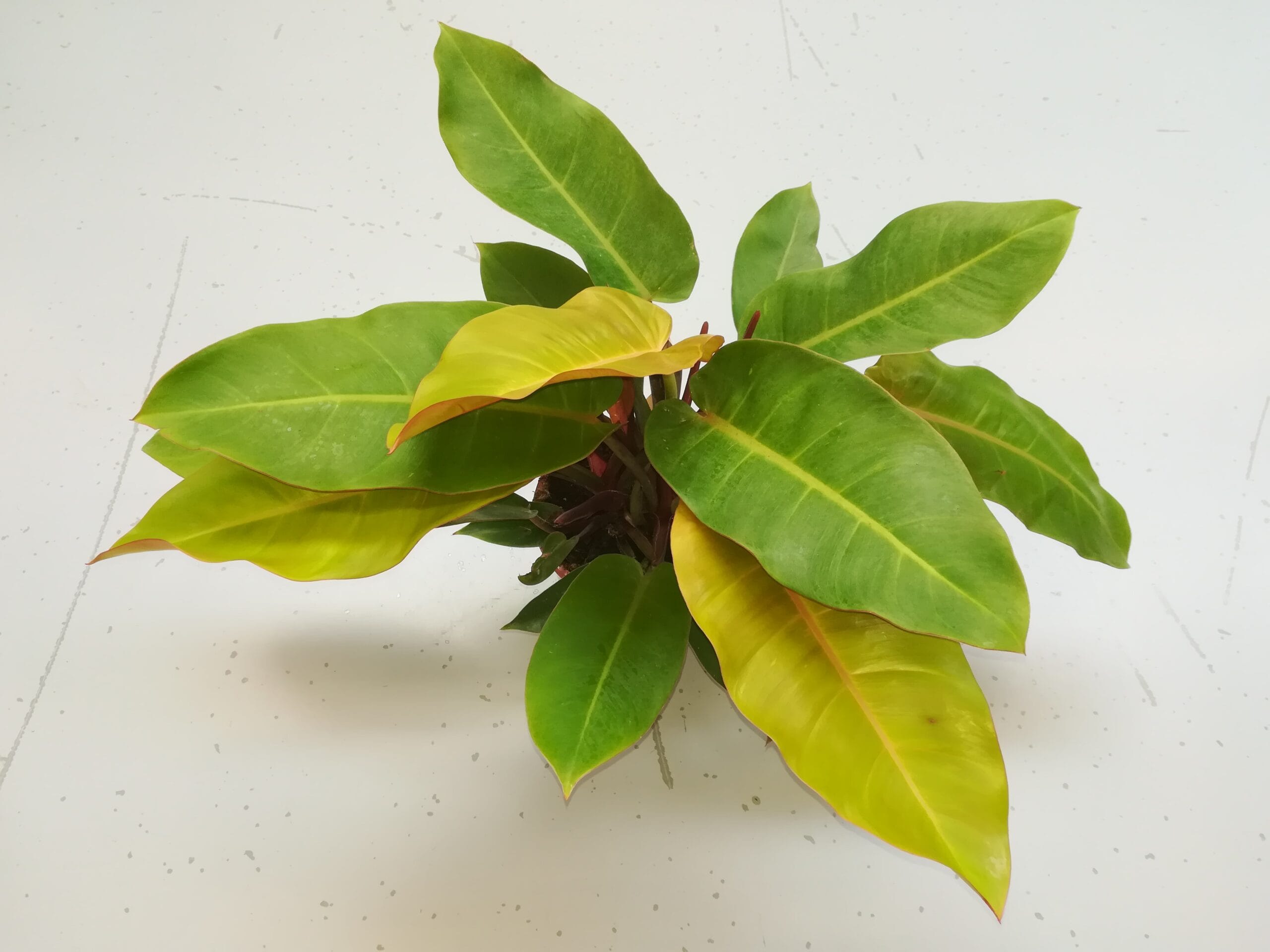 Philodendron ‘Prince of Orange’