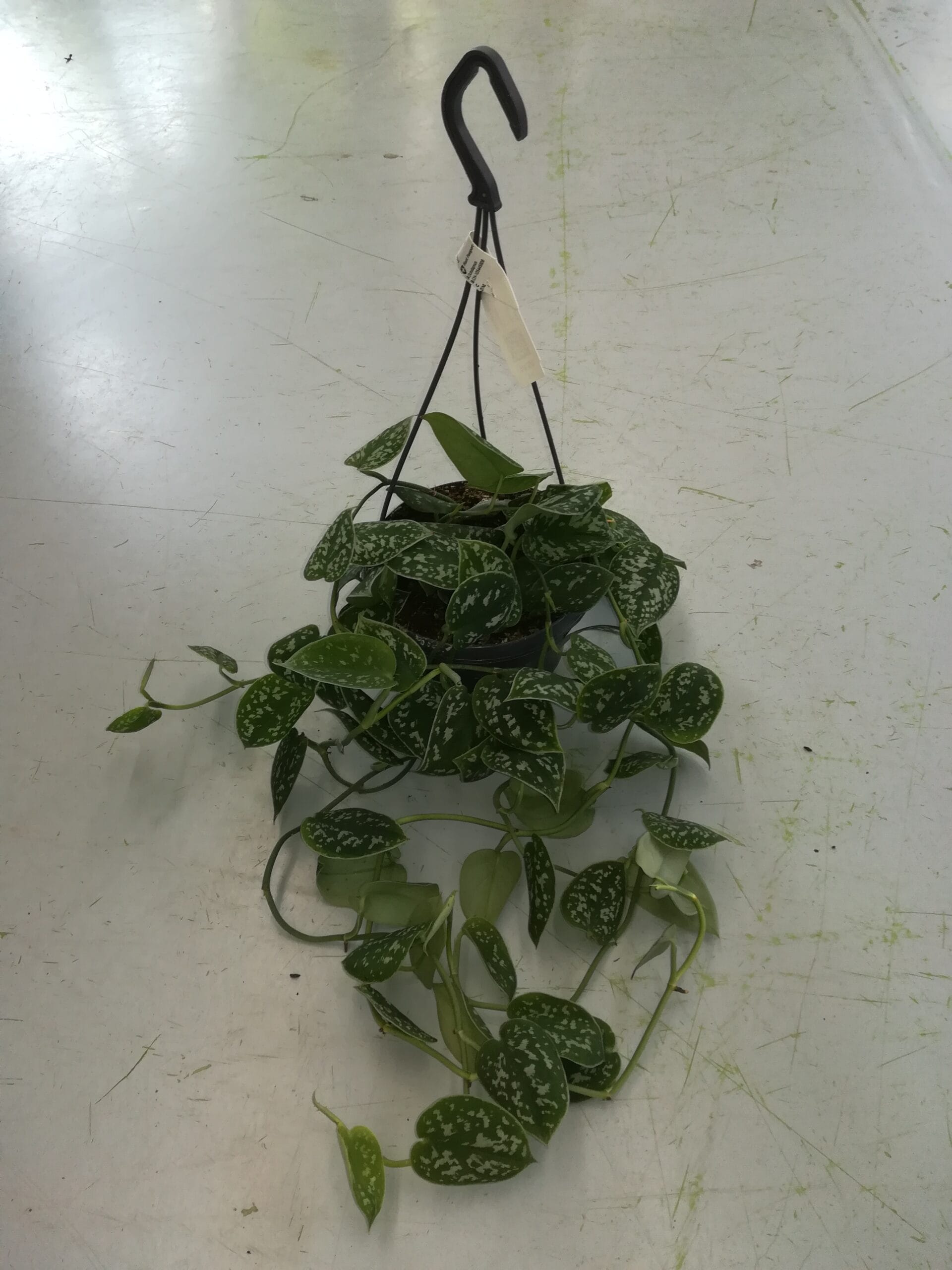 Scindapsus pictus Ampel