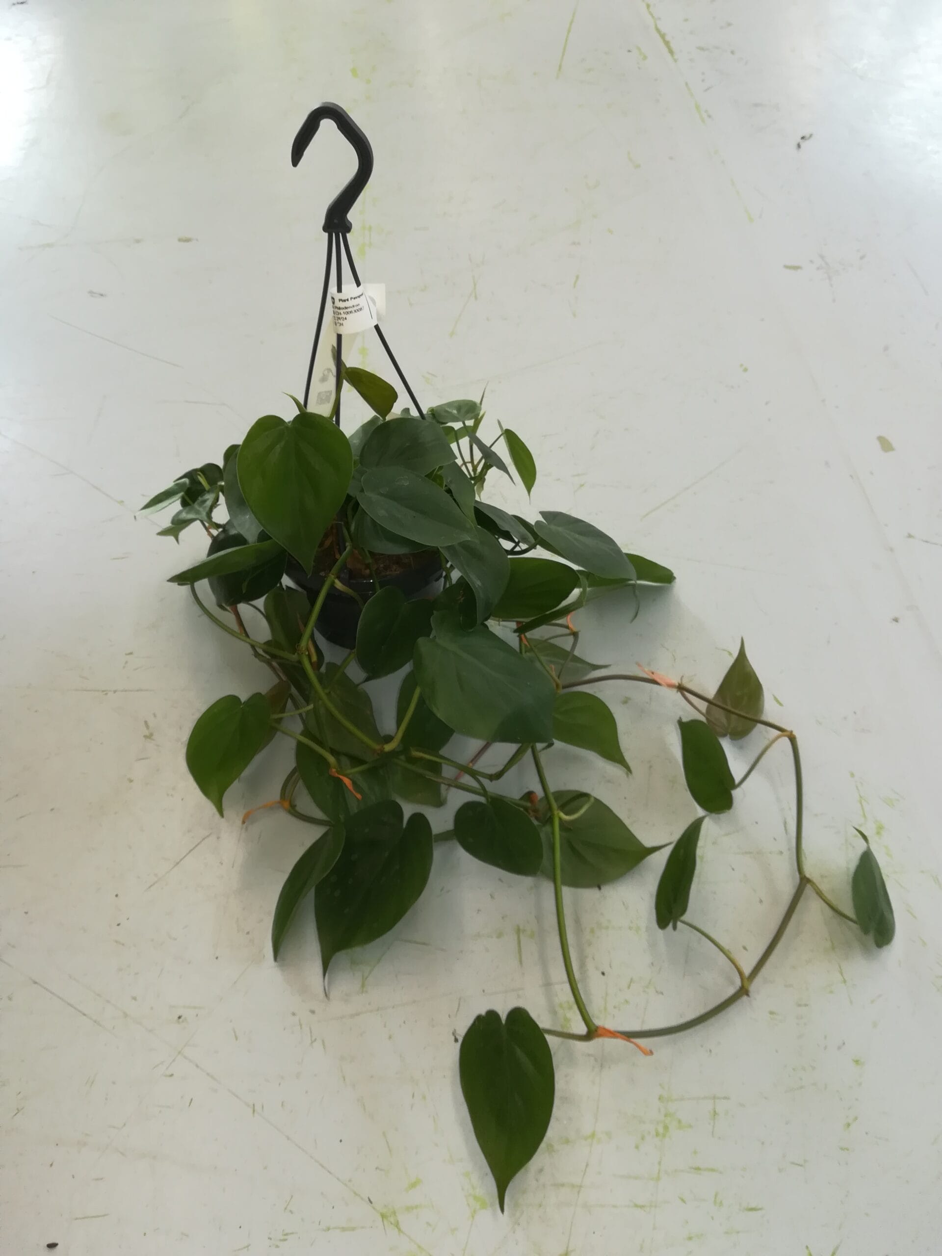 Philodendron scandens Ampel