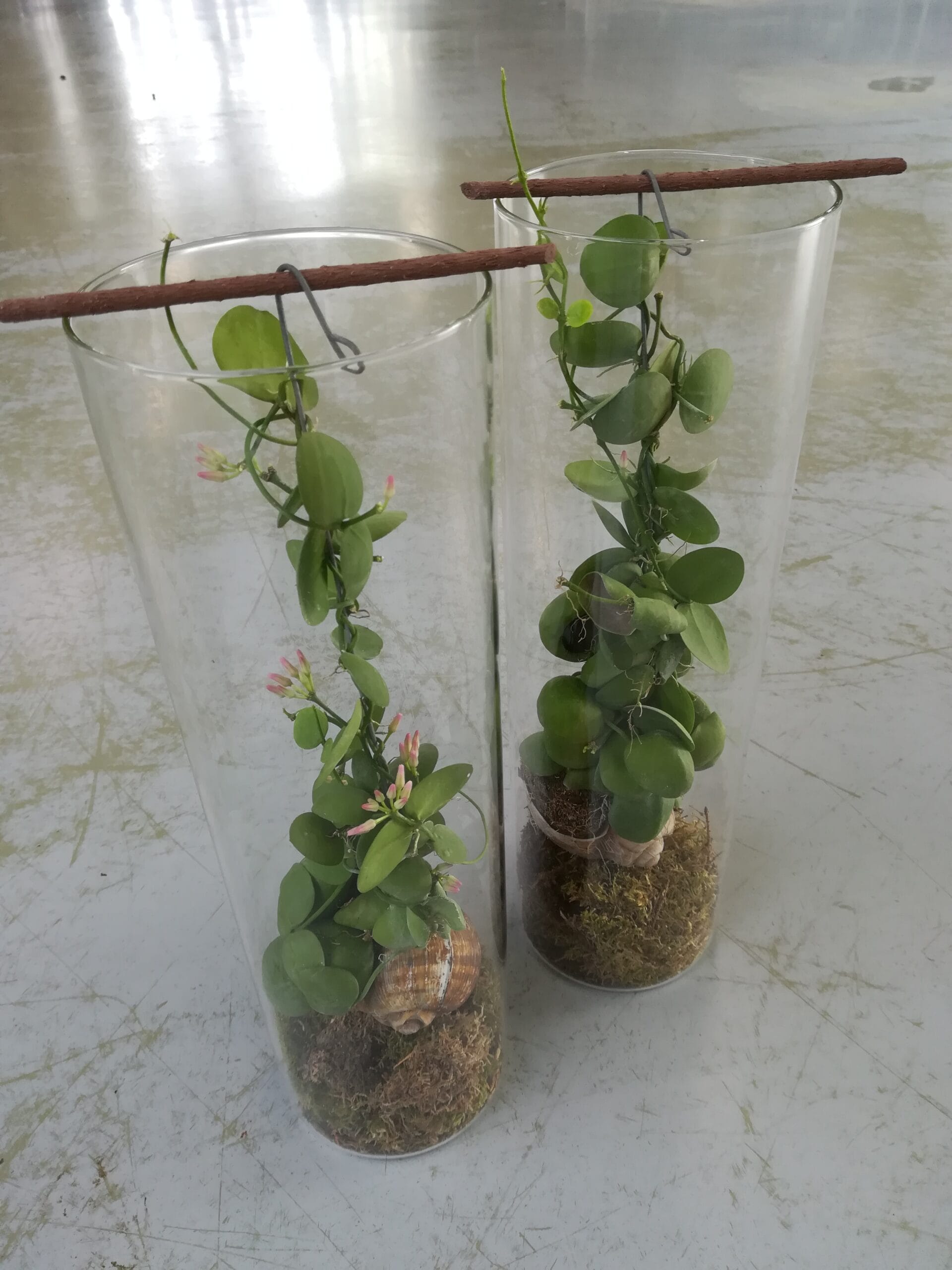 Dischidia ‘Snaily’ im Glas