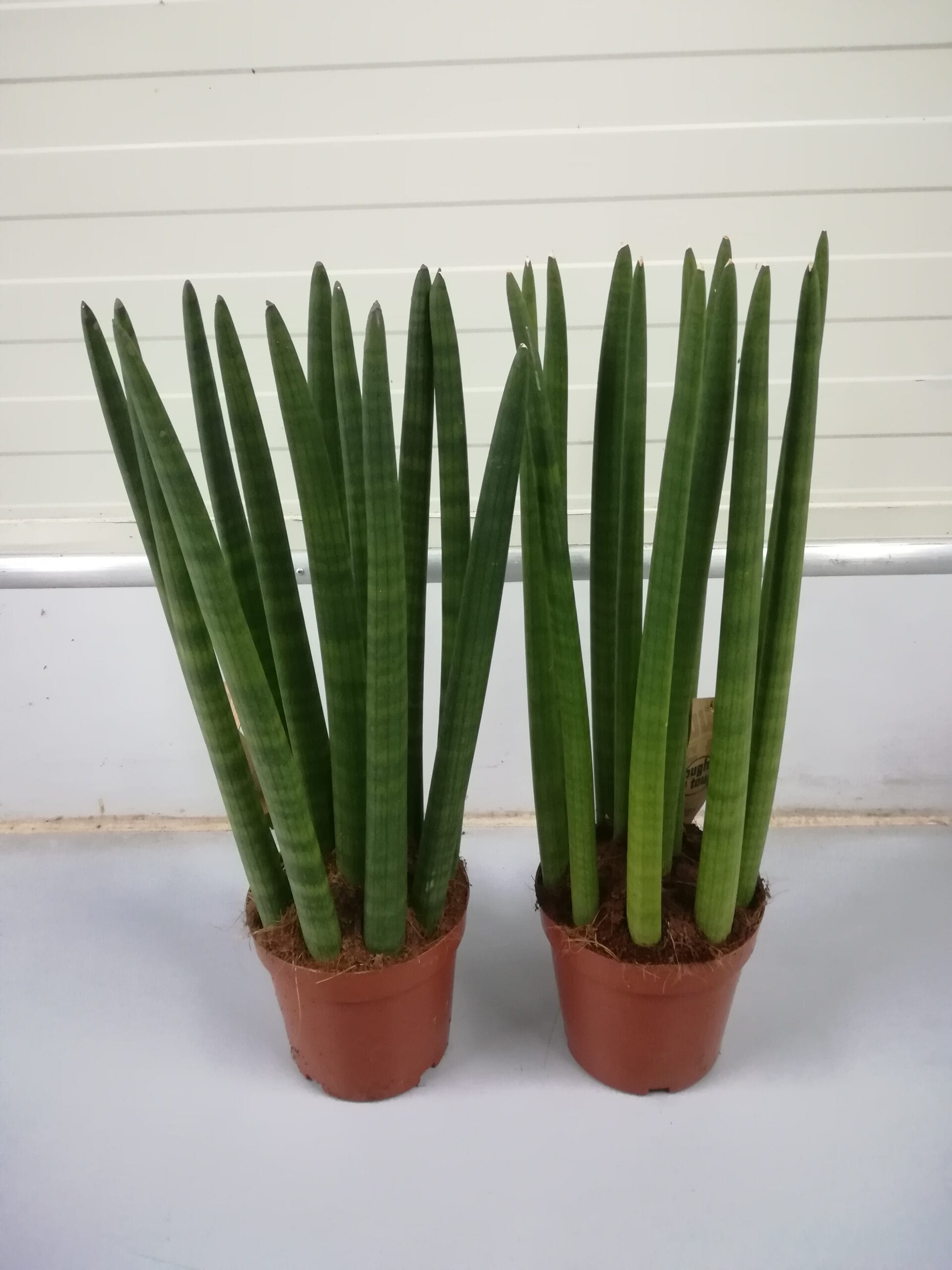 Sansevieria ‘Straight’ mittel