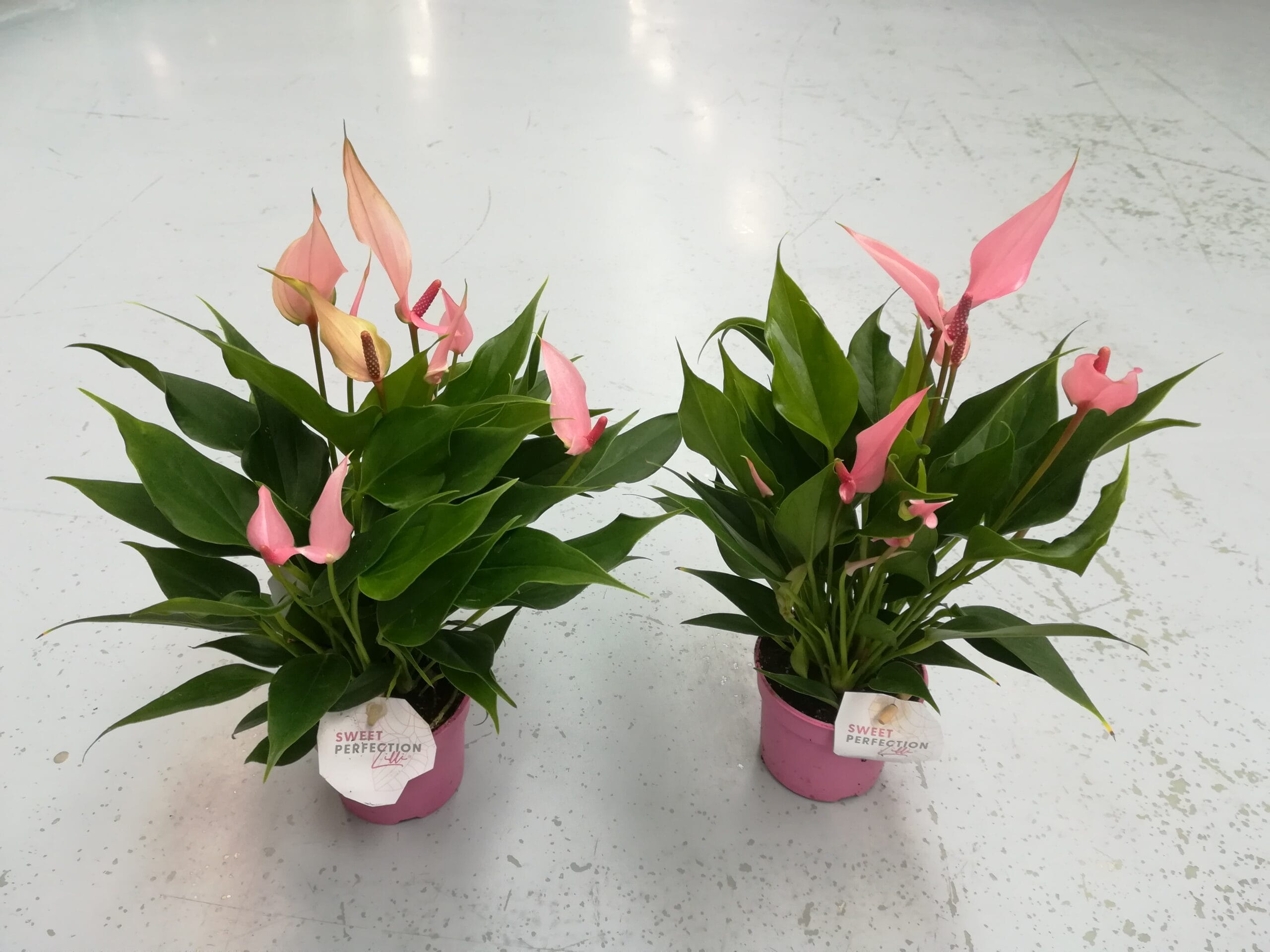 Anthurium ‘Lilli’ klein