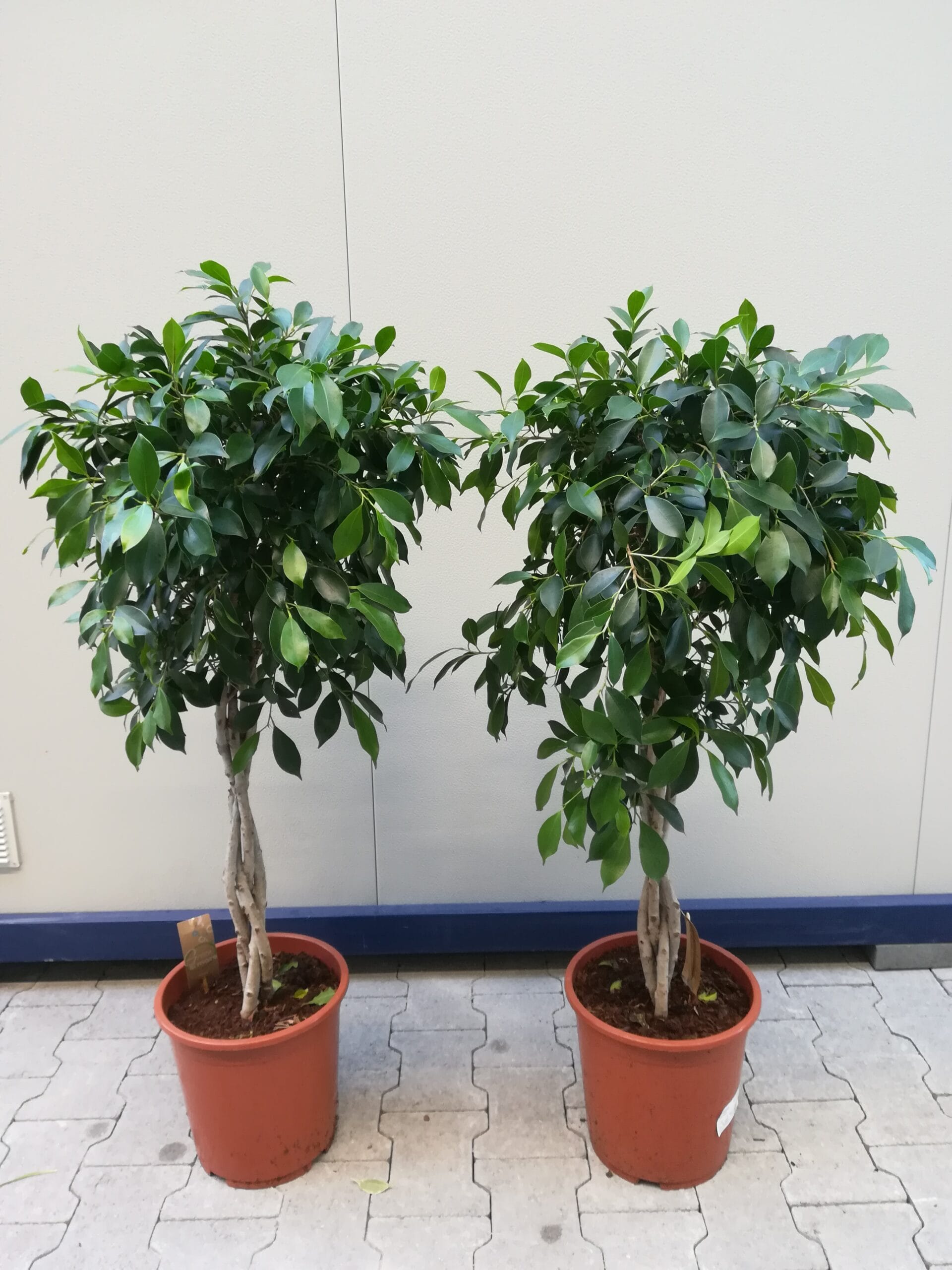 Ficus nitida geflochtener Stamm
