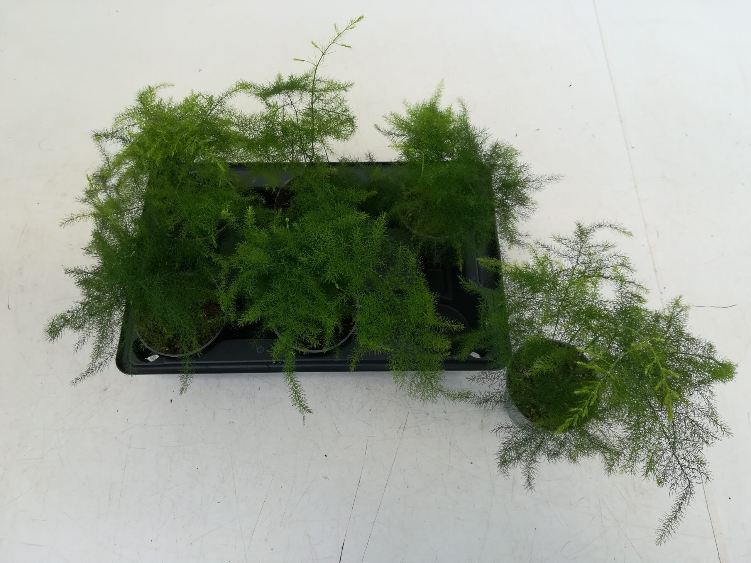 Asparagus plumosus Mini