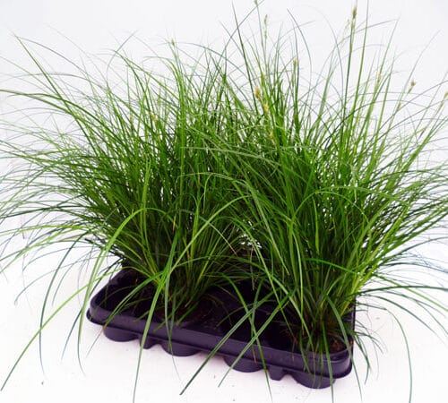 Carex brunnea T10cm / 6er Einheit