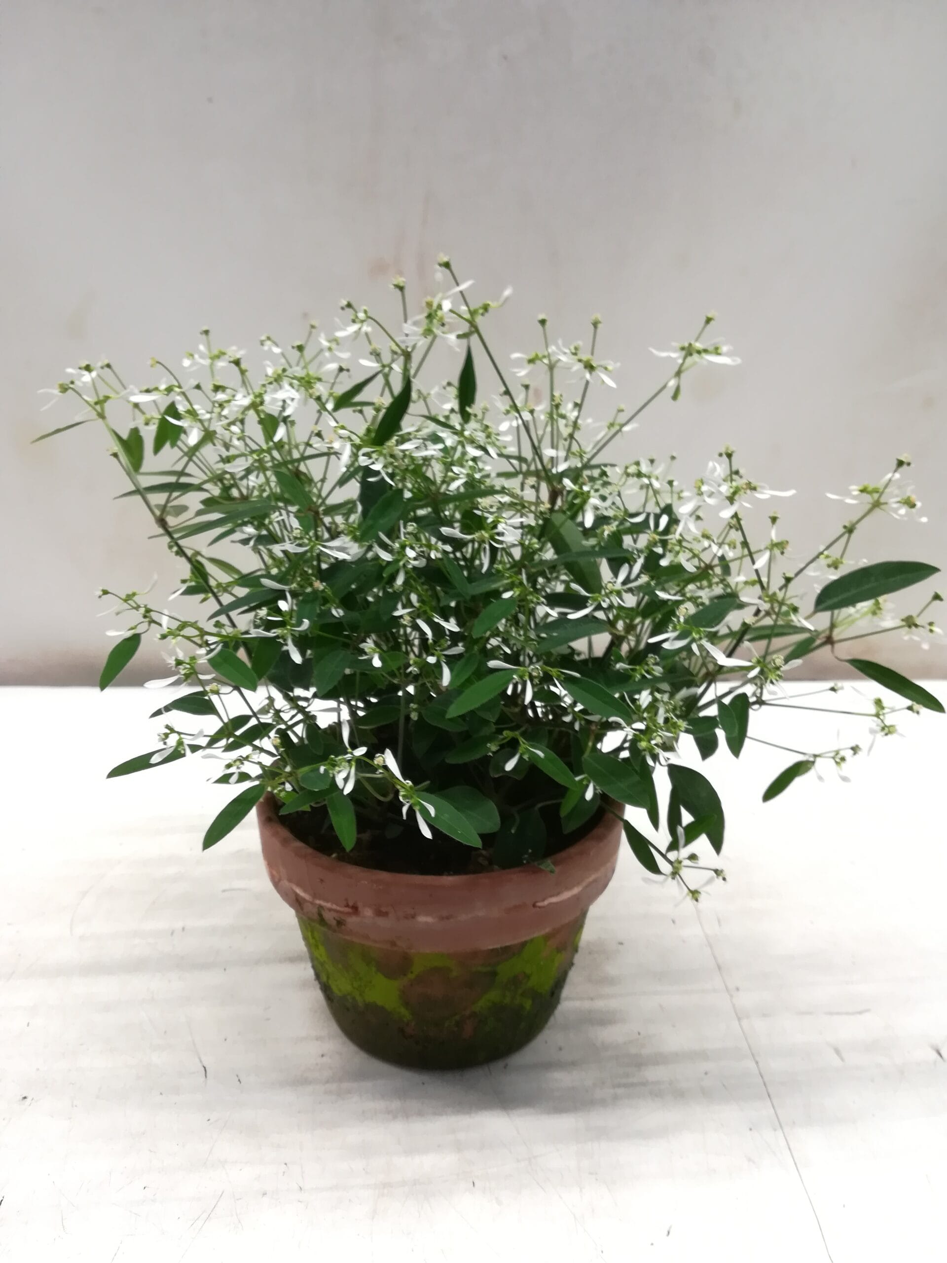 Euphorbia 'Diamont Frost' im Tontopf 13cm