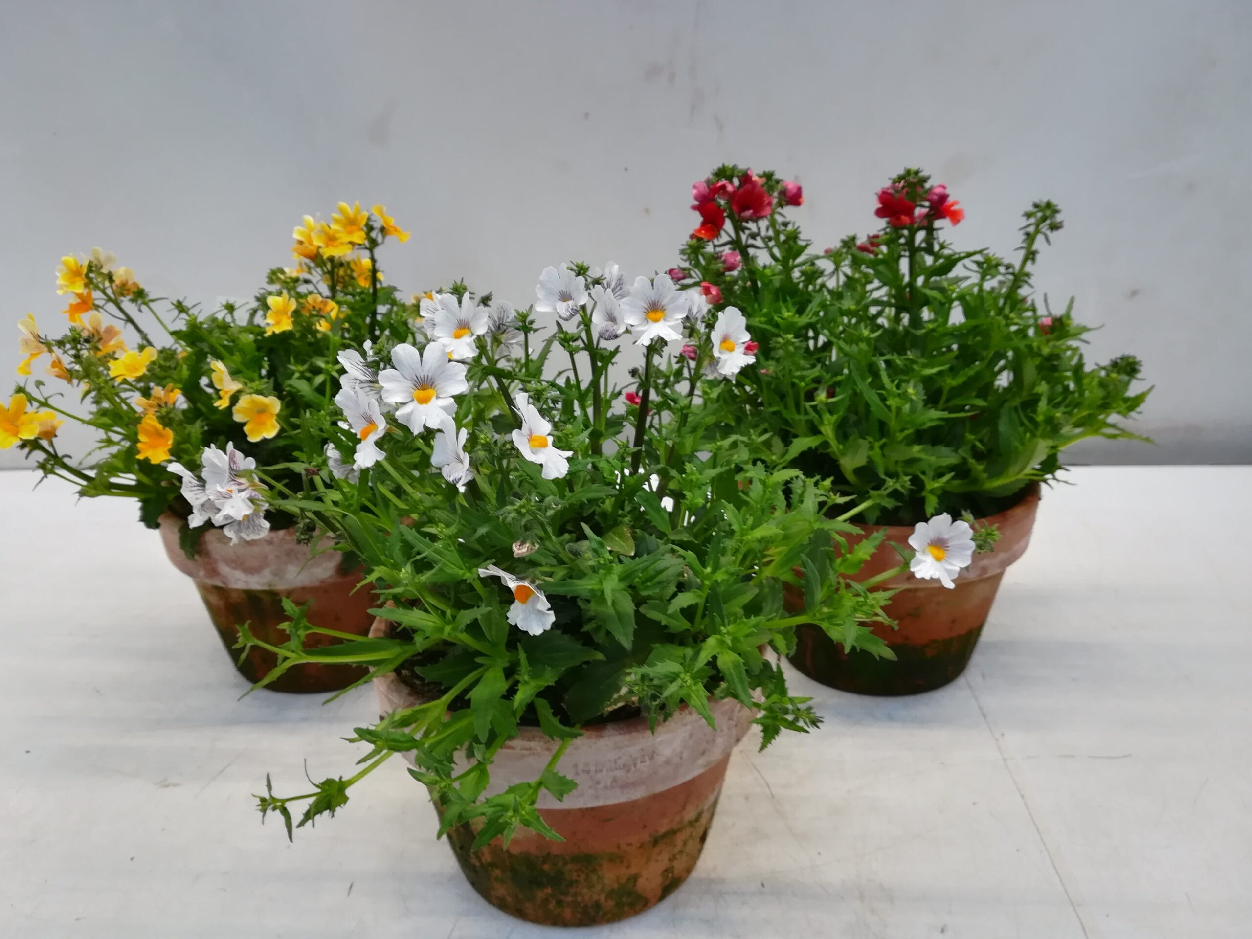 Nemesia mix im Tontopf 13cm