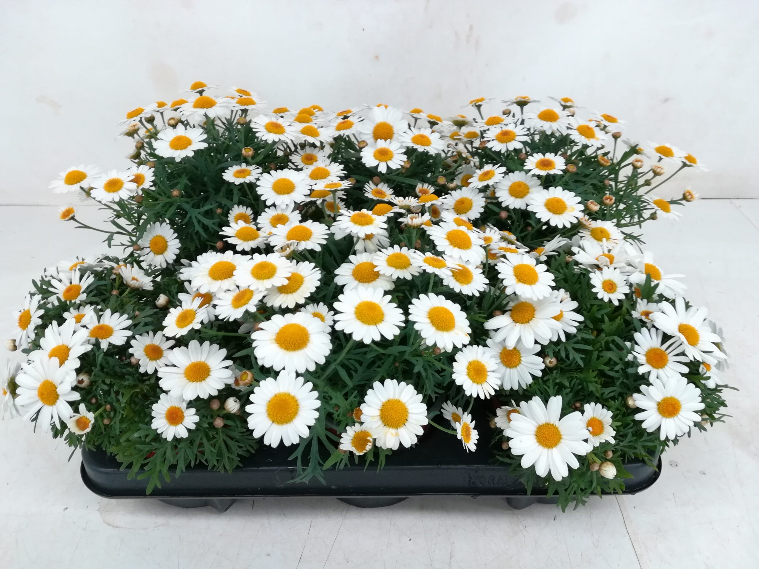 Argyranthemum weiss T10,5cm / 6er Einheit
