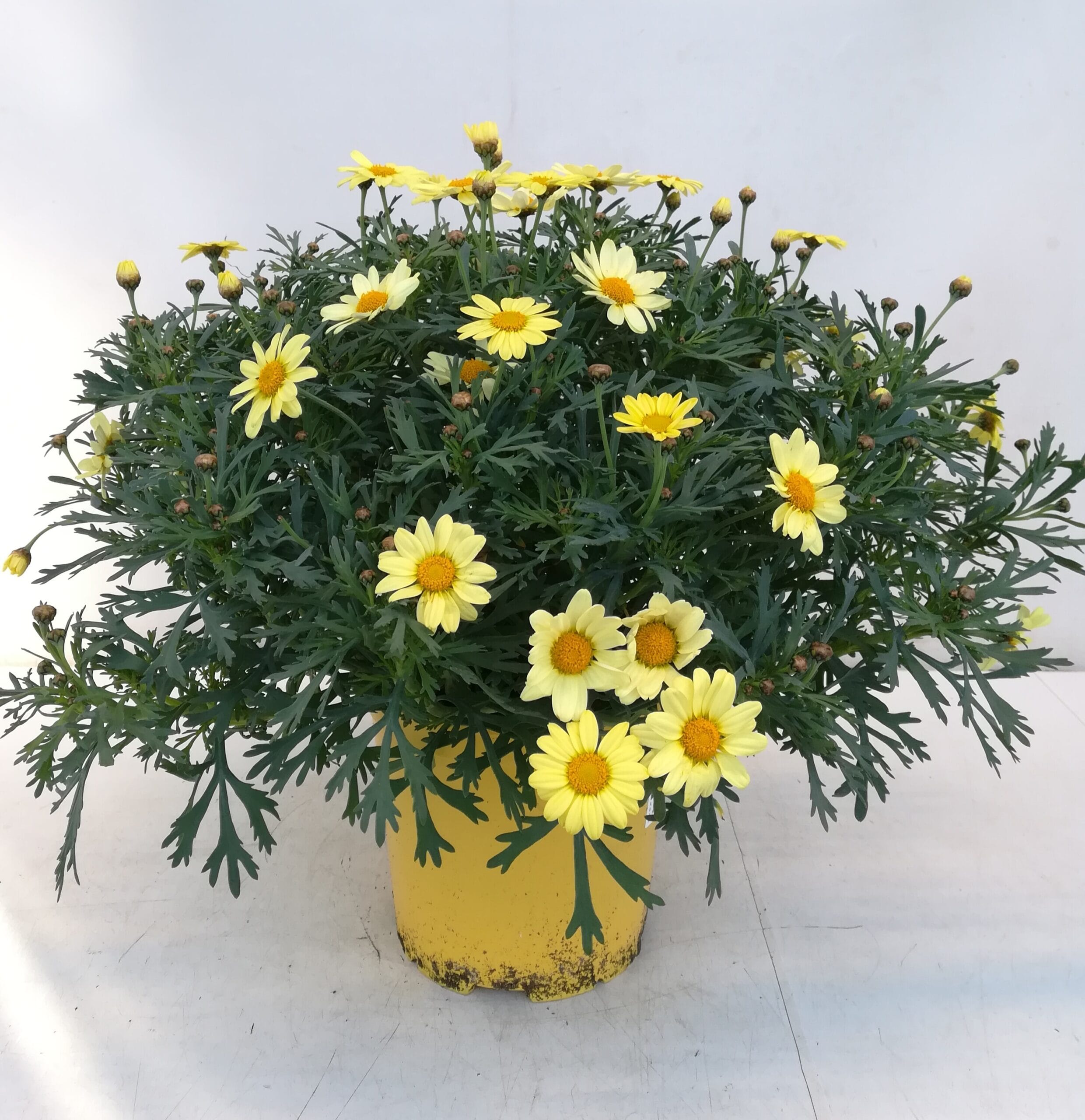 Argyranthemum gelb Busch (IT) T18cm