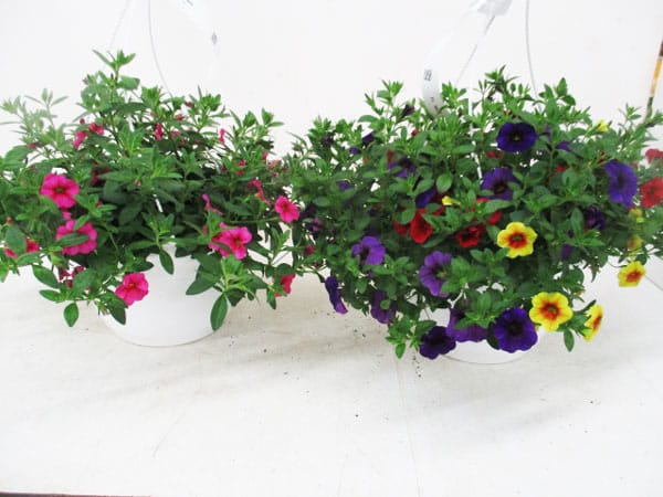 Calibrachoa-Confetti Ampel T27cm