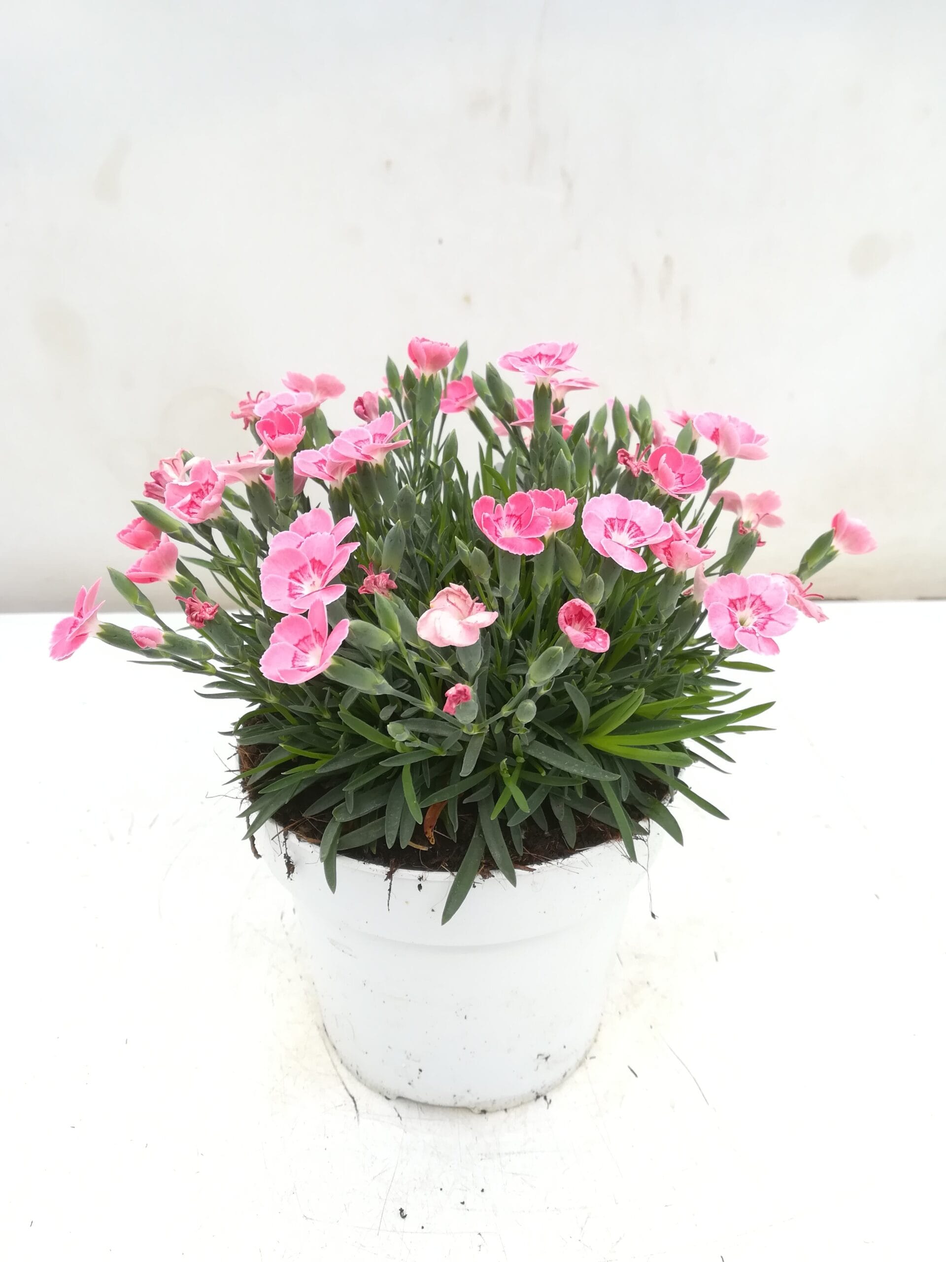 Dianthus 'Beach Party' T14cm