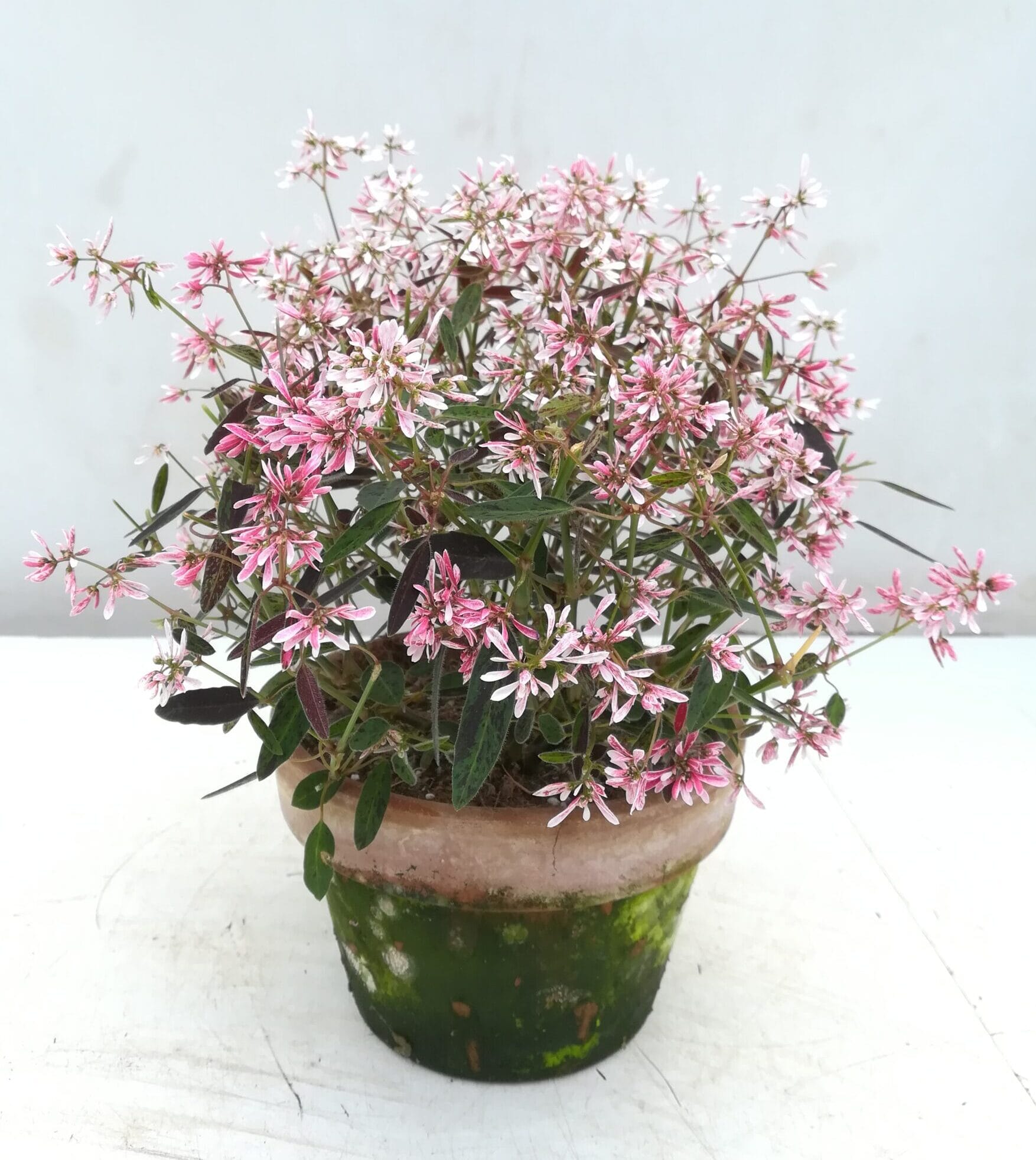 Euphorbia 'Shades in Pink' im Tontopf 13cm