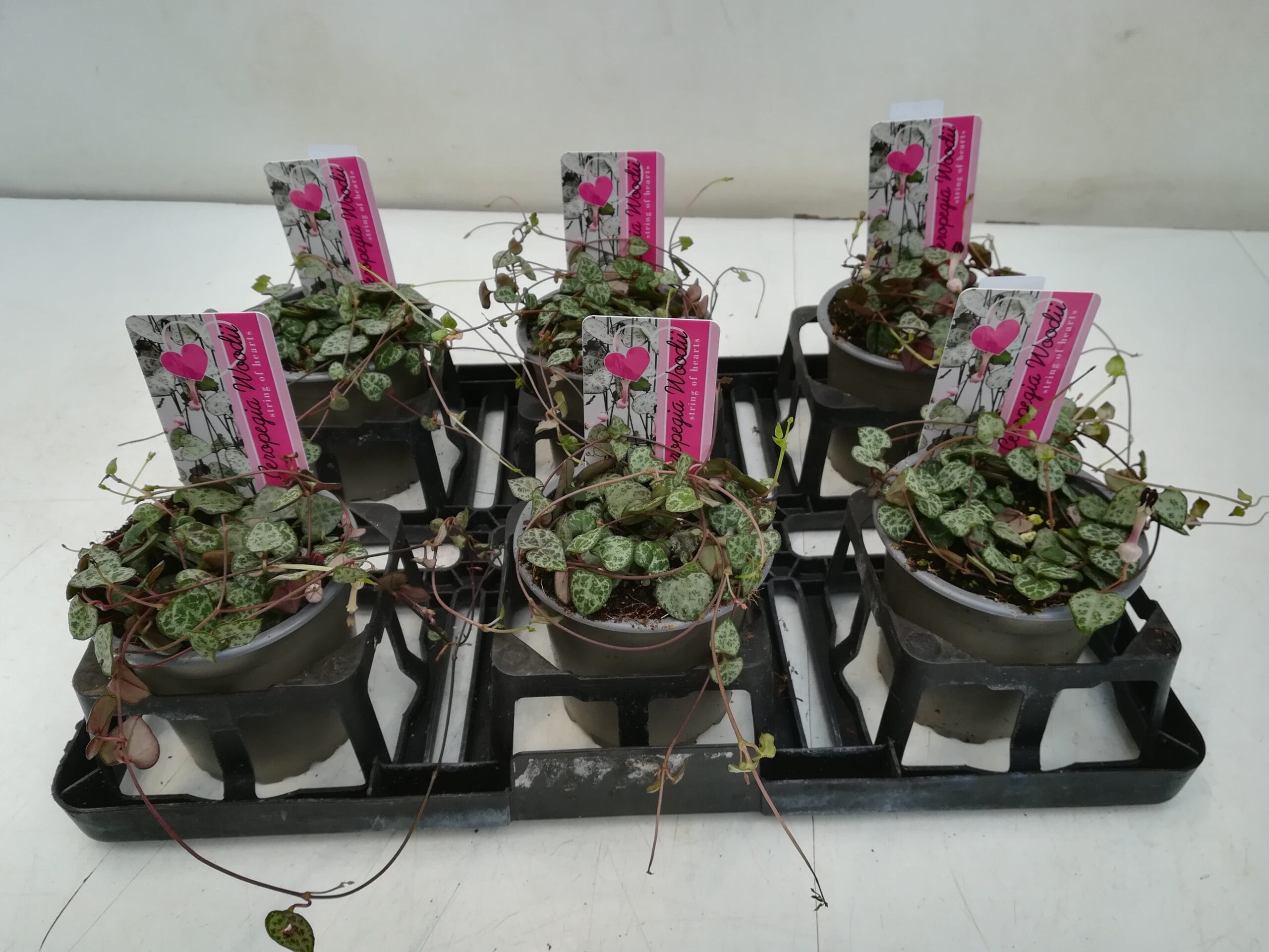 Ceropegia woodii T10,5cm / 6er Einheit