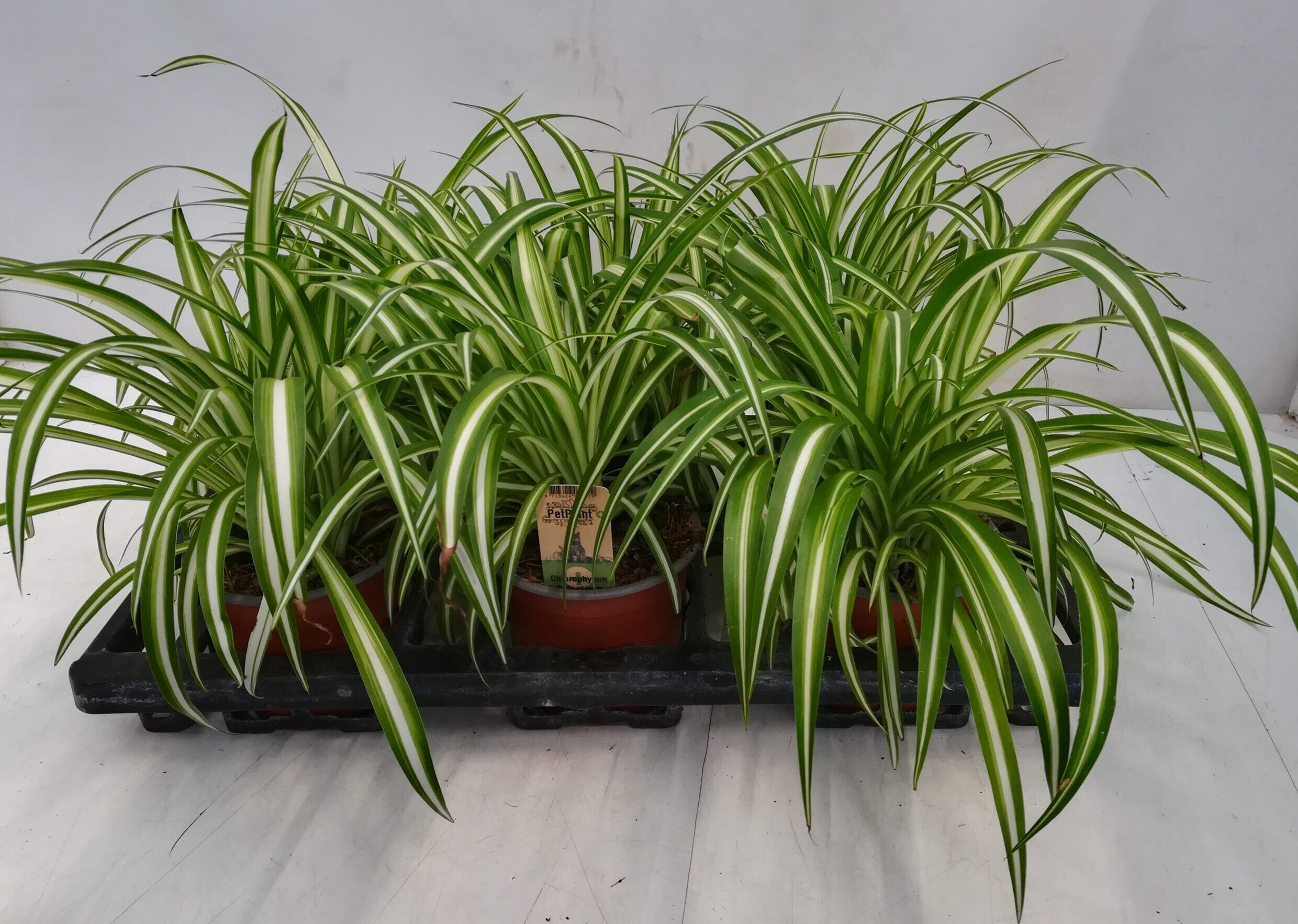 Chlorophytum comosum T12cm / 6er Einheit
