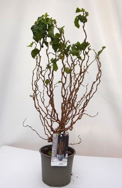 Corylus avellana 'Scooter' T19cm