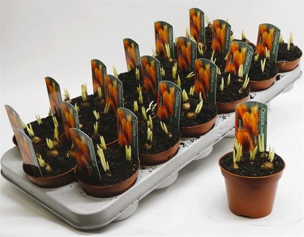 Crocus 'Orange Monarch' T9cm